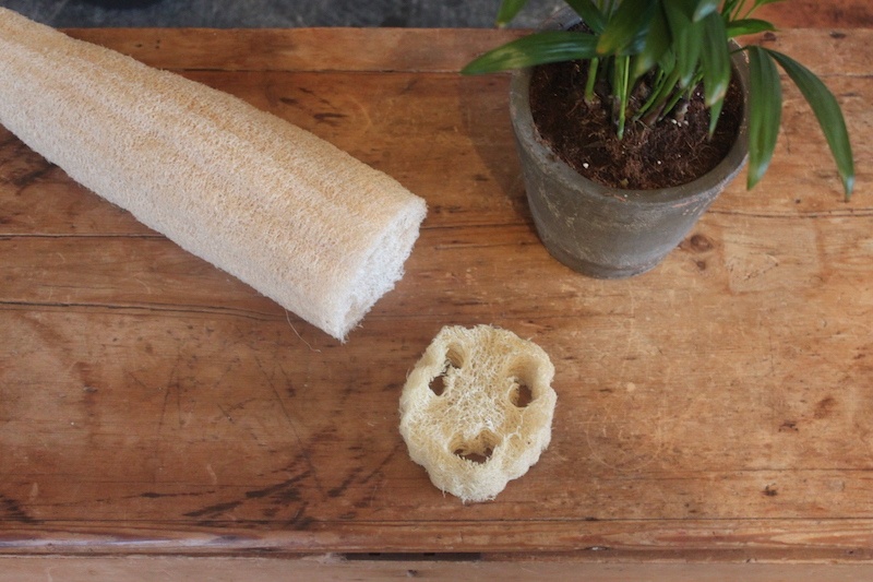 Plant based cleaning- Alternative to plastic sponges