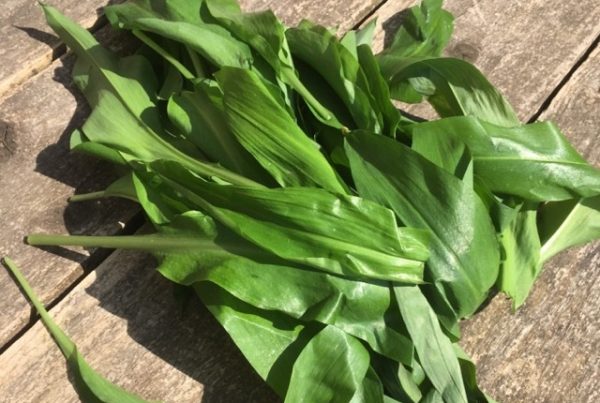 Harvested wild garlic